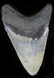 Bargain Megalodon Tooth - North Carolina #22960-1